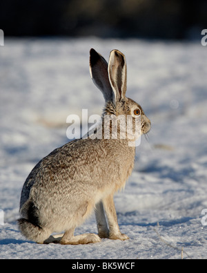 Blacktail Jackrabbit (Lepus californicus) dans la neige, Antelope Island State Park, Utah, États-Unis d'Amérique, Amérique du Nord Banque D'Images