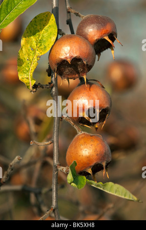 Néflier (Mespilus germanica), de fruits à l'automne sur une branche sans feuilles presque. Banque D'Images