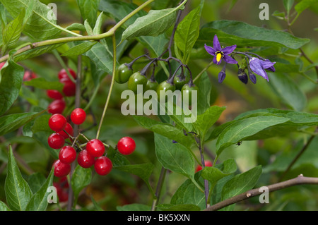 Belladone, morelle douce-amère (Solanum dulcamara), avec des plantes et petits fruits encore verts mûrs et de fleurs. Banque D'Images