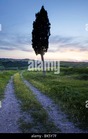 Lone cypress tree au coucher du soleil, près de Pienza, Toscane, Italie, Europe Banque D'Images