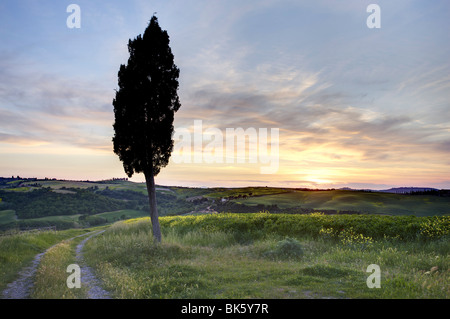 Lone cypress tree au coucher du soleil, près de Pienza, Toscane, Italie, Europe Banque D'Images