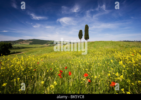 Champ de coquelicots et d'oléagineux avec deux cyprès sur front de la colline, près de Pienza, Toscane, Italie, Europe Banque D'Images