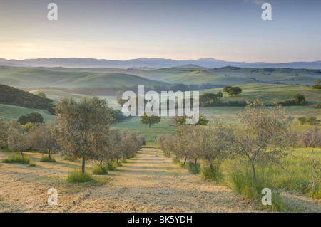 Val d'Orcia de champ d'oliviers, Site du patrimoine mondial de l'UNESCO, San Quirico d'Orcia, près de Pienza, Toscane, Italie Banque D'Images