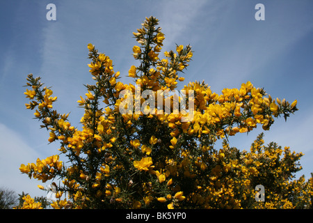 L'ajonc commun Ulex europaeus Bush contre un ciel bleu prise sur la Colline Caldy, Wirral, UK Banque D'Images