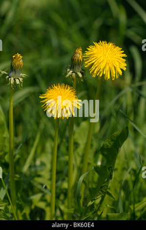 Le pissenlit (Taraxacum officinale, Taraxacum sect. Ruderalia), fleurs. Banque D'Images