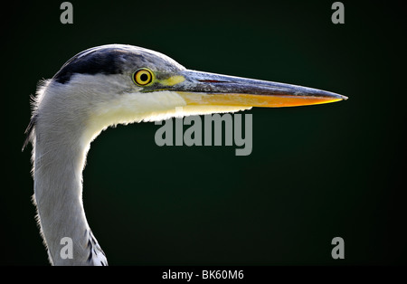 Héron cendré (Ardea cinerea) Banque D'Images