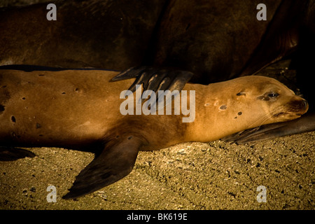 Un jeune lion de mer se trouve sur Coronado Island près de la ville de Loreto dans le sud du Mexique Baja California State, 14 février 2009. Banque D'Images