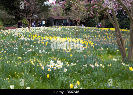 Jonquilles printemps dans les jardins qui entourent le Palais de Hampton Court Banque D'Images