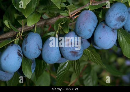 Prunier européen, prune (Prunus domestica ssp. domestica), les fruits mûrs sur un arbre. Banque D'Images