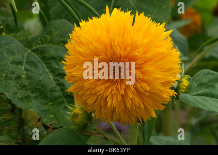 Tournesol (Helianthus annuus), variété : Ours, fleur. Banque D'Images