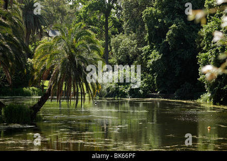 Lac et palmier au Royal Botanic Gardens de Melbourne, Victoria, Australie Banque D'Images