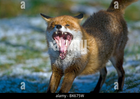 FOX AVEC LA BOUCHE GRANDE OUVERTE Banque D'Images