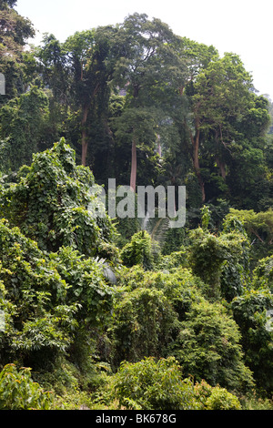 La jungle de la forêt tropicale de la flore et de la faune de l'île de tioman Banque D'Images