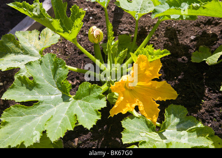 Courgettes poussant dans un 'lit' soulevées, Wirral, Angleterre Banque D'Images