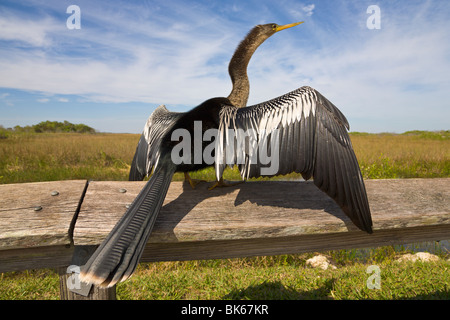 Anhinga anhinga, 'Trail', Everglades, Florida, USA Banque D'Images