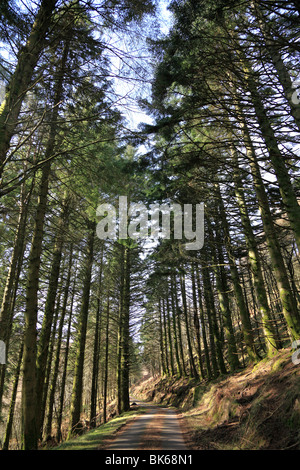 Belle journée de la fin du printemps dans les bois de la route bordée d'une piste à Carsaig sur l'île de Mull, en Ecosse Banque D'Images