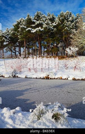 Hiver neige couverts de pins, de Sefton Park, Liverpool, Merseyside, England, UK Banque D'Images