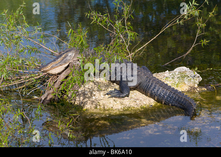 Alligator, "requin Valley', Everglades, Florida, USA Banque D'Images