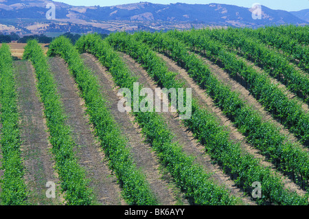 Vineyard Paso Robles, Californie Banque D'Images