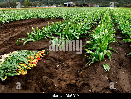 Un tas de tulipes se coucher sur le sol à côté des champs de plus en plus à l'ampoule DeGoede Farm in Mossyrock, Washington. Banque D'Images