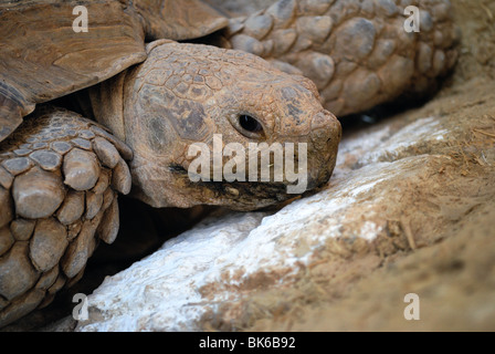 Tortue sillonnée Banque D'Images