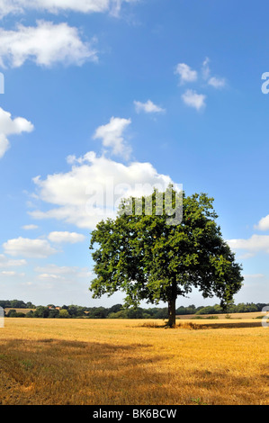 Vue d'été isolé spécimen mature unique chêne dans les champs de chaume des agriculteurs un paysage avec espace de copie un jour de ciel bleu dans l'Essex Angleterre Royaume-Uni Banque D'Images