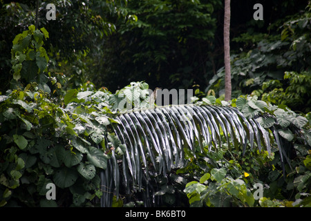 La jungle de la forêt tropicale de la flore et de la faune de l'île de tioman Banque D'Images