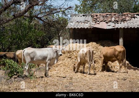 Des boeufs dans la campagne à la périphérie de Suchitoto, Cuscatlán El Salvador Amérique Centrale Banque D'Images