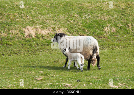 Mère brebis et agneau sur une ferme dans le Yorkshire Dales, Nidderdale, North Yorkshire, Angleterre, Royaume-Uni, Banque D'Images