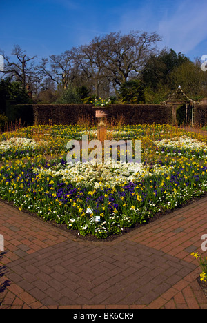 Ressorts de fleurs et les jonquilles dans le jardin clos RHS Wisley Surrey England Banque D'Images