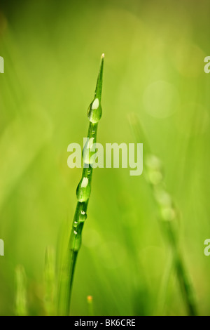 Un brin d'herbe avec dewdrops Banque D'Images