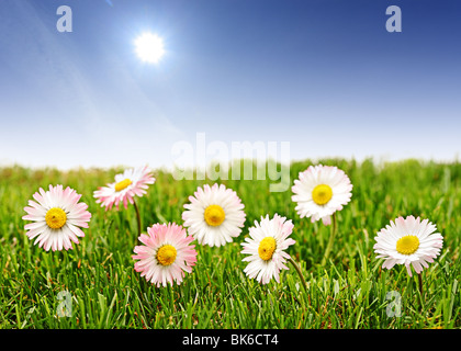 Une vue de fleurs Daisy et un ciel bleu Banque D'Images