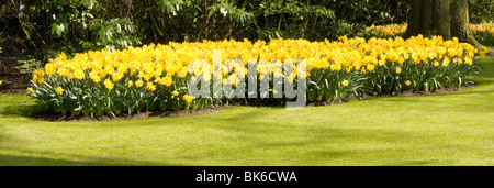 Une pelouse et lit de jonquilles Banque D'Images