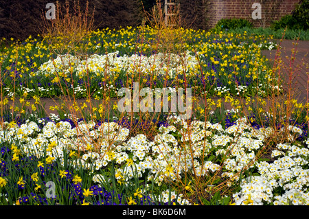 La literie et les jonquilles fleurs de printemps Banque D'Images