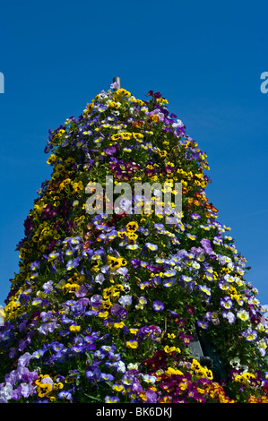 Des pensées d'affichage Banque D'Images