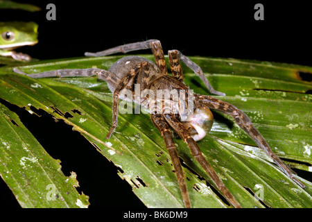 Manger une grenouille araignée tandis qu'un autre regarde sur grenouille. Dans l'Amazonie péruvienne Banque D'Images