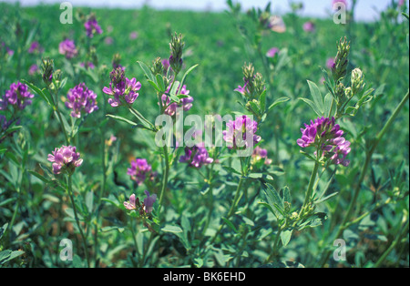 La floraison de la luzerne en Californie Banque D'Images