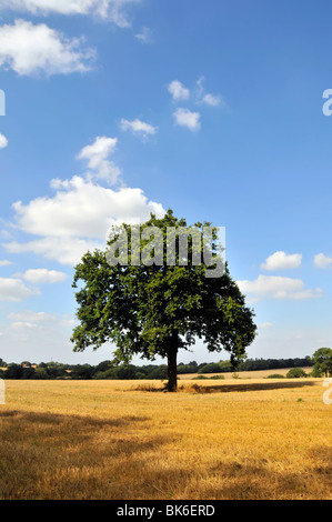 Vue d'été isolé chêne mature unique dans les champs de chaume des agriculteurs un paysage avec espace de copie sur un jour de ciel bleu dans l'Essex Angleterre Royaume-Uni Banque D'Images