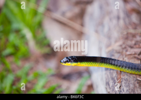 Un arbre vert serpent (Dendrelaphis puntulata) dans la forêt tropicale de Daintree dans le nord du Queensland, Australie. Banque D'Images