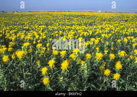 Les jeunes plantes de carthame floraison Californie Banque D'Images