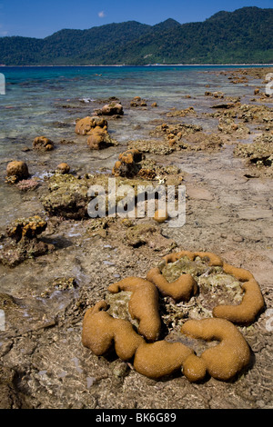 L'île de Tioman Malaisie Plage Littoral Coral reef Banque D'Images
