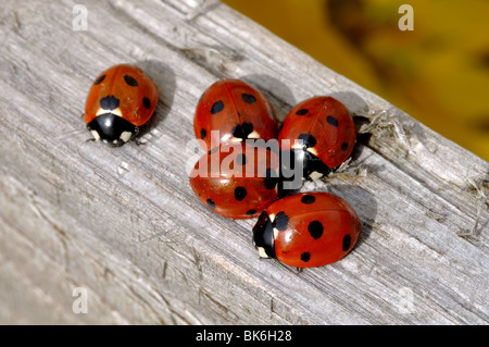 Coccinelles sur un jardin clôture, UK Banque D'Images