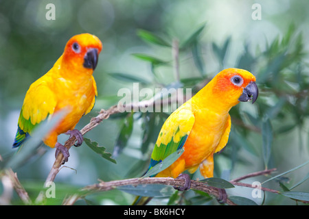 La conure soleil (Aratinga solstitialis) au monde des oiseaux à Kuranda, Queensland, Australie. Banque D'Images