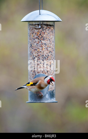 Chardonneret jaune sur un convoyeur d'alimentation des oiseaux Banque D'Images