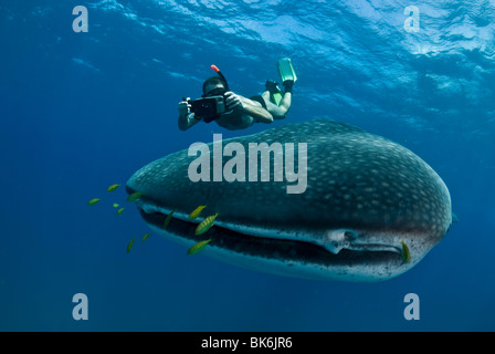 Freediver et requin-baleine, Afrique du Sud Banque D'Images