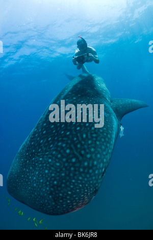 Freediver et requin-baleine, Afrique du Sud Banque D'Images