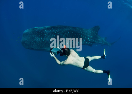 Freediver et requin-baleine, Afrique du Sud Banque D'Images