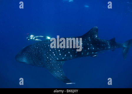 Freediver et requin-baleine, Afrique du Sud Banque D'Images