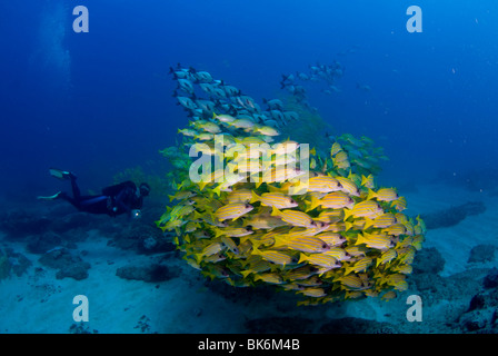 L'école de plongée sous marine et de grognements français, Afrique du Sud Banque D'Images