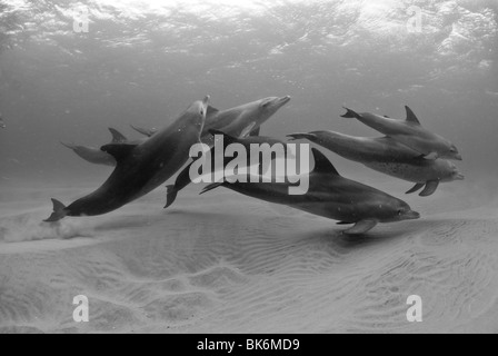 Nez de bouteille, les dauphins de l'Océan Indien, Afrique du Sud Banque D'Images